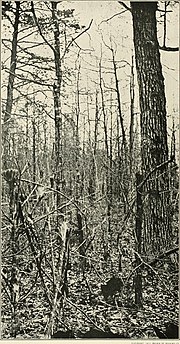 Thumbnail for File:The photographic history of the Civil War - thousands of scenes photographed 1861-65, with text by many special authorities (1911) (14762809115).jpg