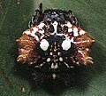 Thelacantha brevispina kadın 2 - Tanikawa.jpg