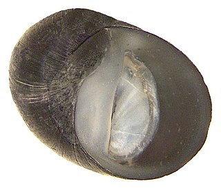 <i>Theodoxus anatolicus</i> Species of gastropod