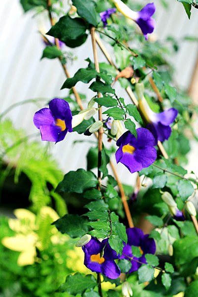 File:Thunbergia erecta Prague 2011 2.jpg