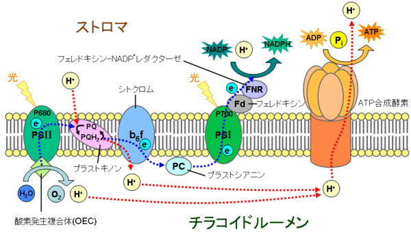 光合成 Wikiwand