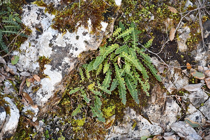 File:To σκορπίδι (Asplenium ceterach), Χορτιάτης, Ν. Θεσσαλονίκης, 26-3-2023.jpg