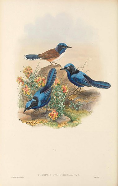 File:Todopsis cyanocephala - The Birds of New Guinea.jpg