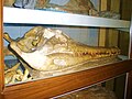 Calco del cranio, conservato presso il Museo Geologico G. Cappellini di Bologna
