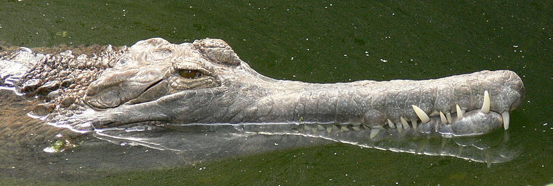 File:Tomistoma schlegelii.jpg