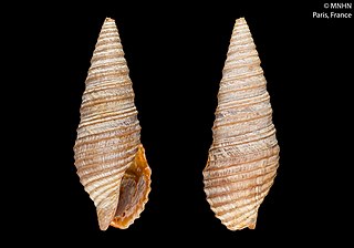 <i>Tomopleura pouloensis</i> Species of gastropod