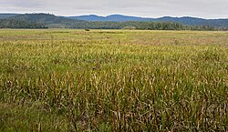 Palude di Torotorofotsy, comune di Andasibe, Madagascar (16078968408).jpg