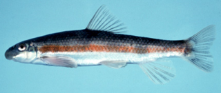 <i>Thoburnia rhothoeca</i> Species of fish