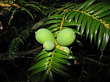 Torreya nucifera var. radicans 4.JPG