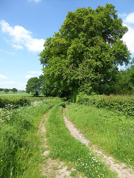 File:Track and footpath at Middleton on the Hill - geograph.org.uk - 5412385.jpg