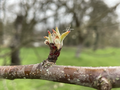 * Nomination Tree branch with a bud in an orchard. --Laquearius 15:58, 2 September 2023 (UTC) * Promotion Good quality. Surprisingly nice bokeh for a smartphone camera --MB-one 12:24, 10 September 2023 (UTC)