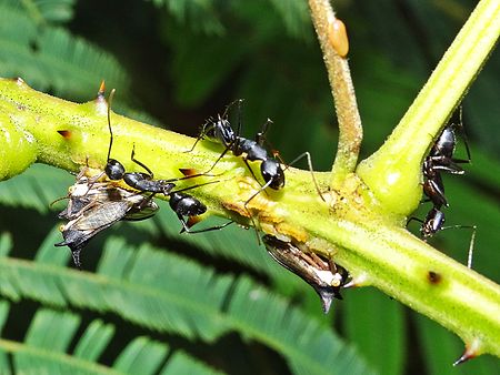 Treehopper CarpenterAnts.JPG