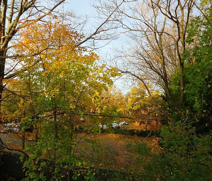 File:Trees in autumn some with leaves that survived Hurricane Sandy winds.jpg