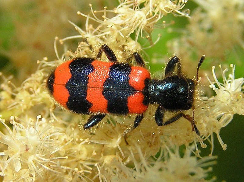 File:Trichodes apiarius 2 beentree.jpg