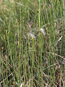 Alpu mazmeldrs (Trichophorum alpinum)