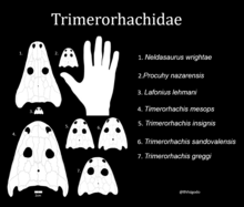 Diagram of trimerorhachid skulls Trimerorhachidae diagram.png