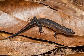 Descripción de la imagen Tropidophorus thai, Thai stream skink - Parque Nacional Doi Phu Kha (47786510481) .jpg.