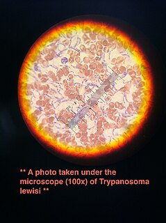 <i>Trypanosoma lewisi</i> Species of parasitic protozoan
