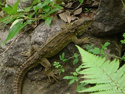 Tuatara adult.jpg