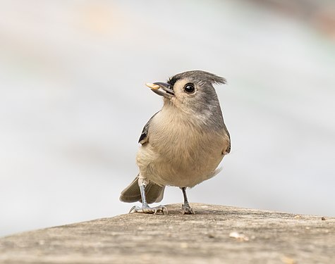 Tufted titmouse, Prospect Park