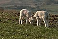 Twin Lambs at Drumcross - panoramio.jpg