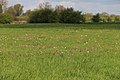 * Nomination Snake's head-flower (Fritillaria meleagris) in the nature reserve "Untere Seeveniederung" in Lower Saxony. --M. Krafft 21:33, 2 May 2017 (UTC) * Decline Must of the picture is out of focus but a band of grass --Cvmontuy 21:45, 9 May 2017 (UTC)