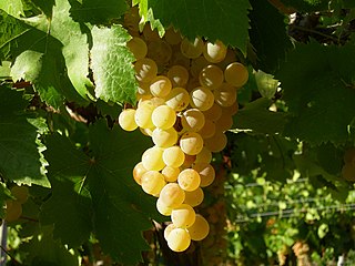 Pedro Giménez Variety of grape