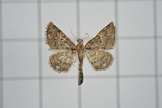 <i>Gymnoscelis albicaudata</i> Species of moth
