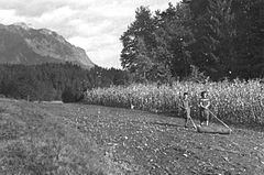 Valjanje zemlje - ko je rž posejana "triblajo" s "triblom" iz "doba" v Hribljah 1951.jpg