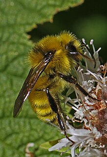 <i>Bombus vandykei</i> Species of bee