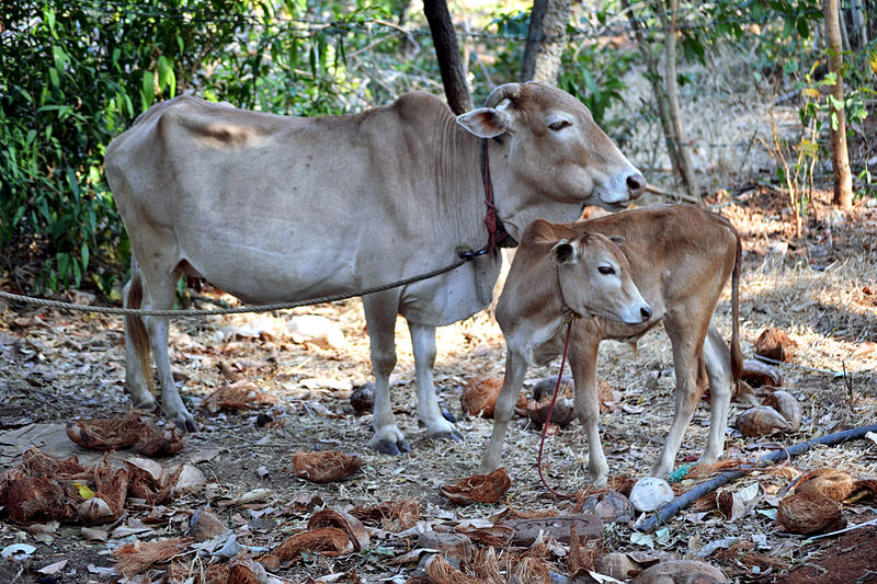 File:Vechur Cow.jpg