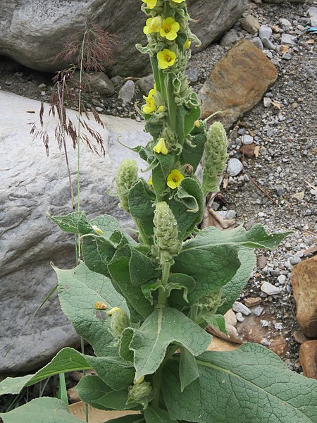 File:Verbascum thapsus - great mullein on way from Govindghat to Gangria at Valley of Flowers National Park - during LGFC - VOF 2019 (7).jpg