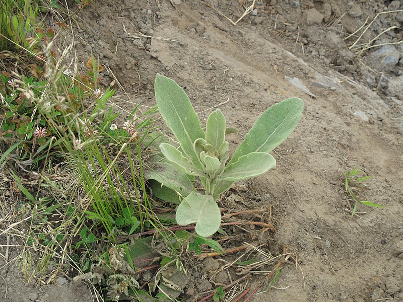 File:Verbascum thapsus 15-p.bot-verba.thaps-24.jpg