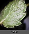 Veronica chamaedrys subsp. chamaedrys sl7.jpg