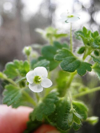 <i>Veronica cymbalaria</i> Species of plant