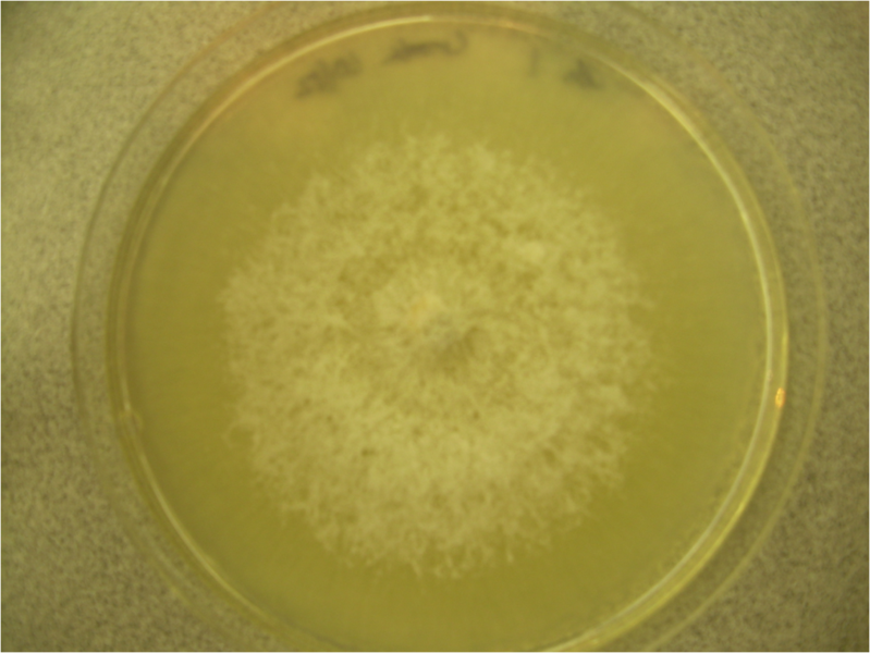 File:Verticillium plate.png