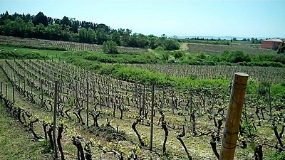 Vigne de syrah.