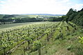 Čeština: Vinice Sádek v Kojeticích, okr. Třebíč. English: Vineyard Sádek in Kojetice, Třebíč District.