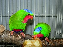 Vini australis -two captive-8a.jpg