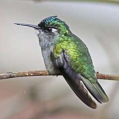 ♀ Klais guimeti