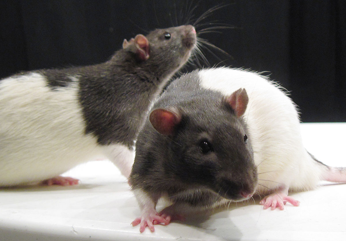 File:WT and TK rat photo.jpg