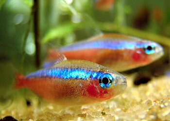 Cardinal tetras Paracheirodon axelrodi waking ...