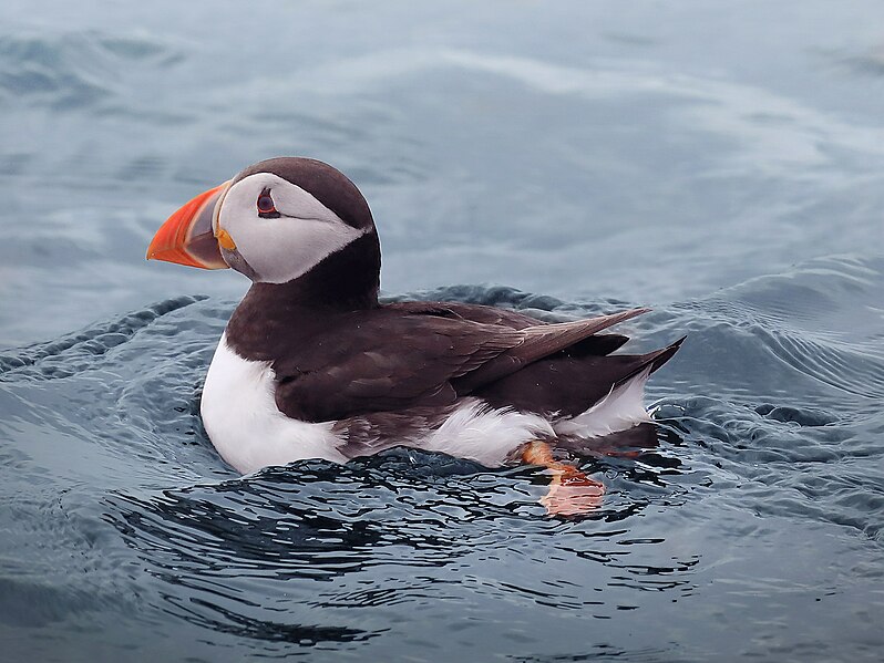 File:Water-proof Puffin.jpg