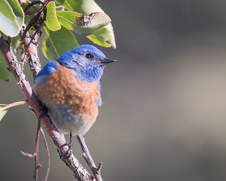 File:Western Bluebird (m) (40028429812).jpg