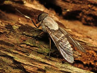 <i>Leucotabanus</i> Genus of flies