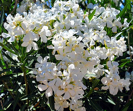 White oleander. Белый Олеандр цветок. Олеандр белый махровый. Олеандр Нериум белый. Олеандр белый дерево.