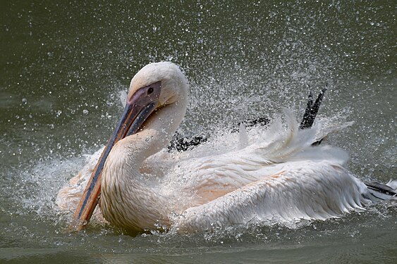 Pelicans, Bangabandhu Sheikh Mujib Safari Park. Photograph: Md shahanshah bappy