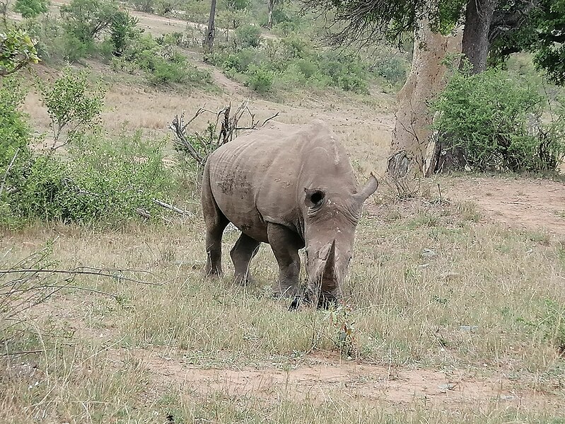 File:White rhino in the wild.jpg
