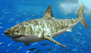 Vây lưng của một con cá mập trắng lớn chứa các sợi hạ bì hoạt động "giống như những tiếng rít làm ổn định cột buồm của con tàu" và cứng lại khi cá mập bơi nhanh hơn để kiểm soát dòng chảy bơi chệch hướng.[3]