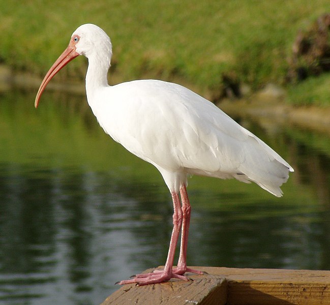 File:Whiteibis.jpg